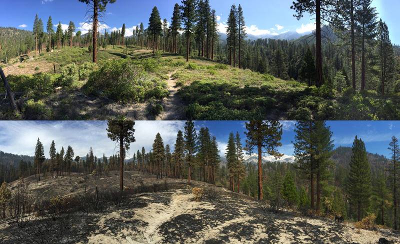 To save forests, cut some trees down, scientists say