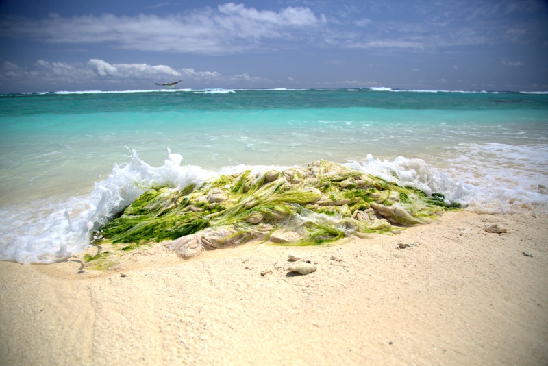 Plastic film washed onto the shoreline of Eastern Island, Midway Atoll